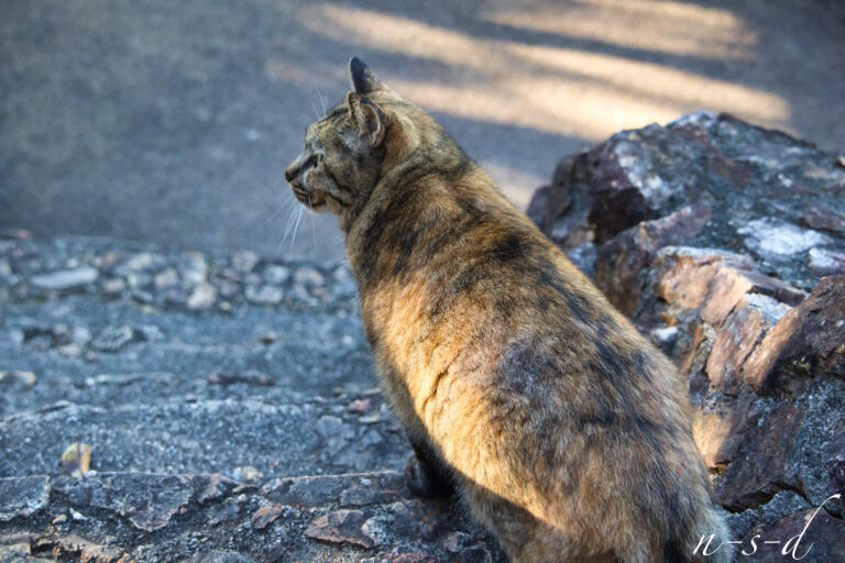 遠くを眺めるねこ