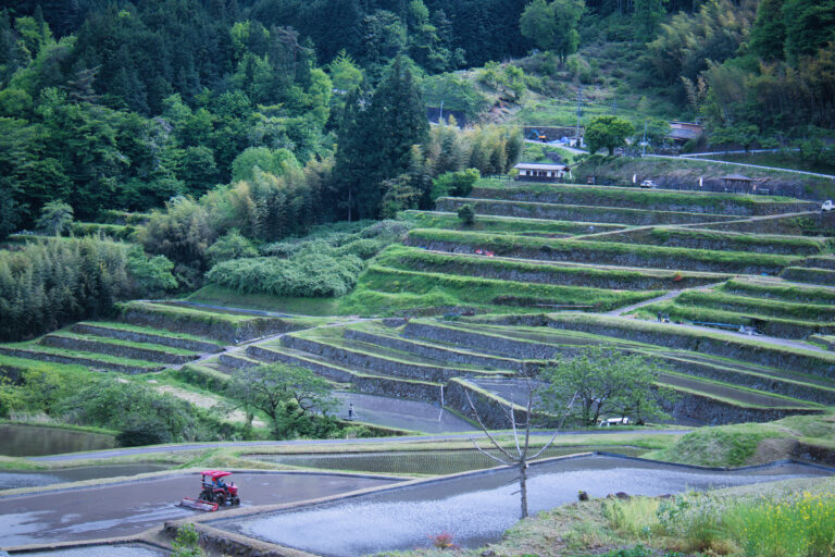 坂折棚田