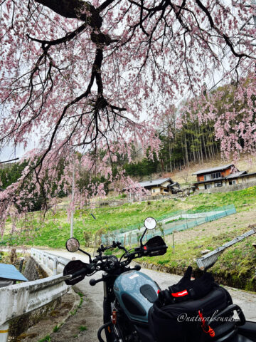 CL250と桜