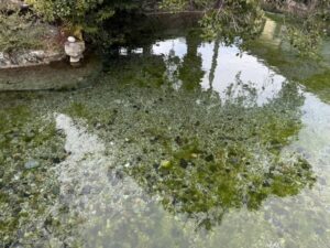 白狐温泉 神明水