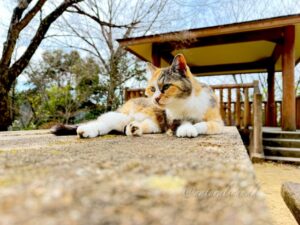 玉野御嶽神社(ねこ)